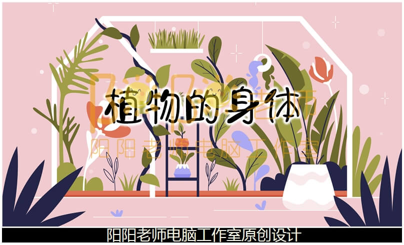 大班科学《植物的身体》PPT课件+教案+操作图片